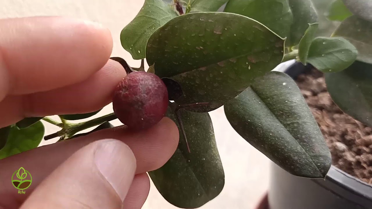 شجرة الكاريسا فاكهتها غريبة ونادرة