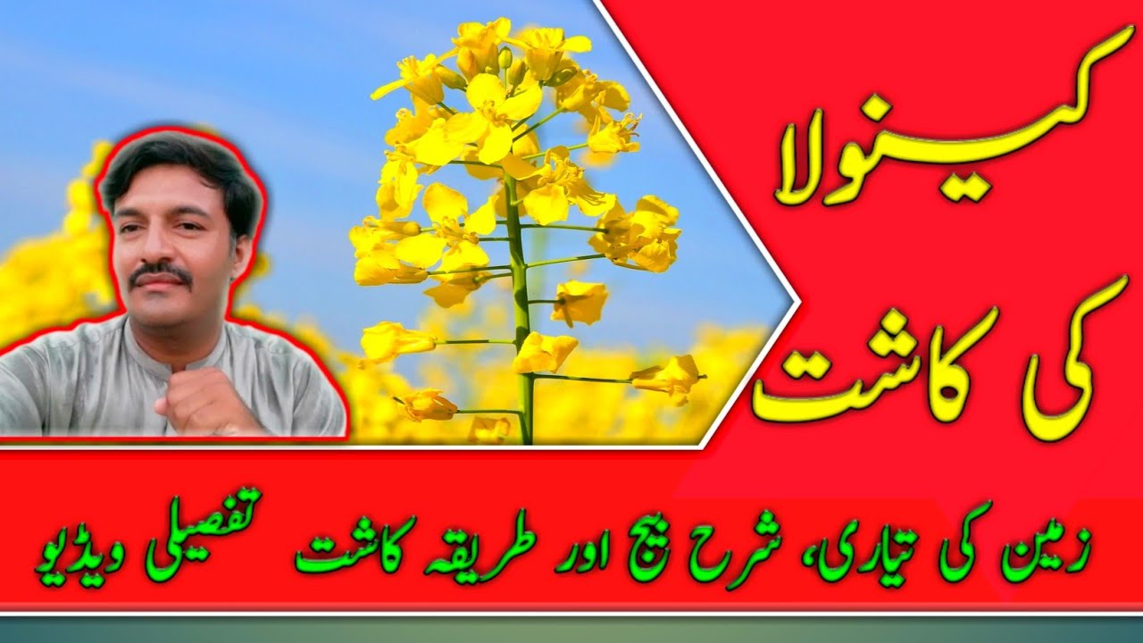 Canola ki Kasht |Canola ki pedawar |Canola Oil |Canola Production | کینولا کی بجائی | @kisanpoint13