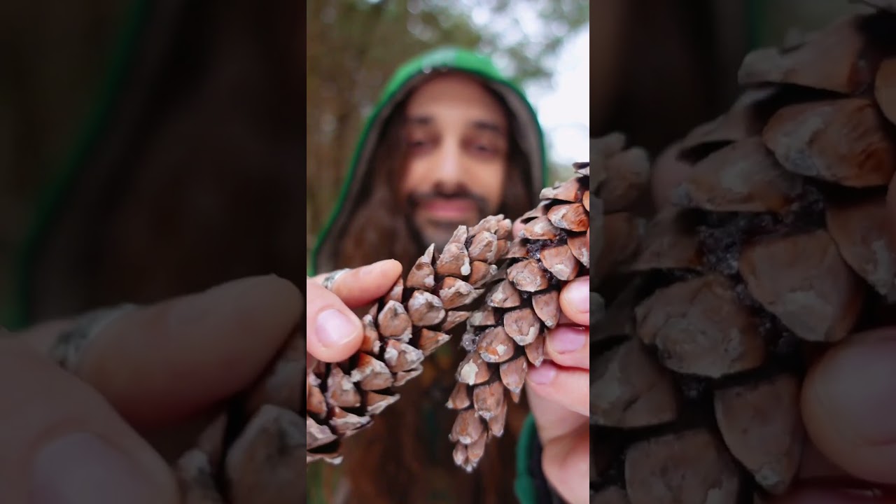 Pinecone ASMR Energy Cleanse ✨🌲 #asmr #reiki #asmrsounds