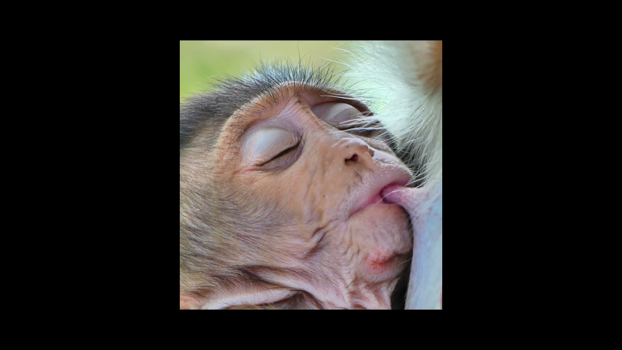 Really really.. funny when little baby monkey fall asleep when getting fresh milk #documentary