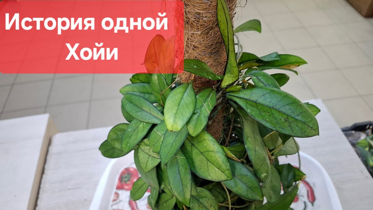 Пересадка, черенкование, формирование Хойи Крассипетиолата. Видео от 08.04.2025г.