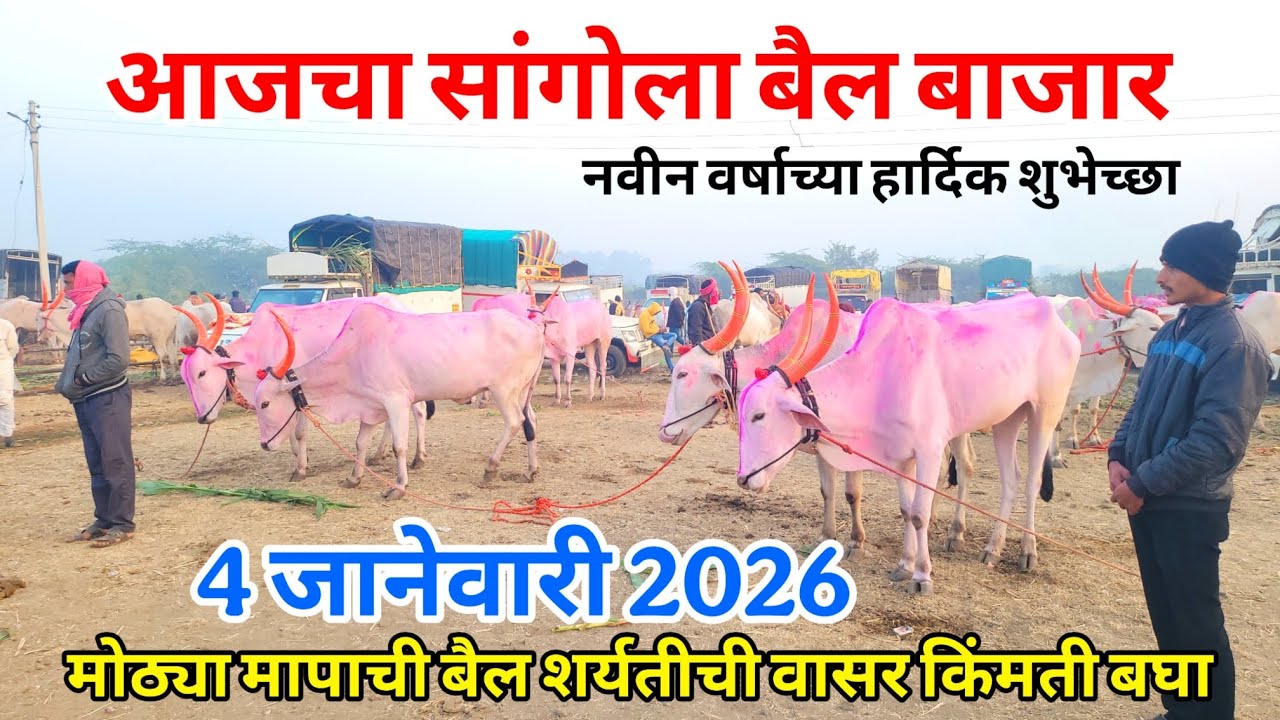 आजचा सांगोला बैल बाजार 4 जानेवारी, मोठ्या मापाची बैल शर्यतीची वासर किंमती बघा Sangola bail bazar 