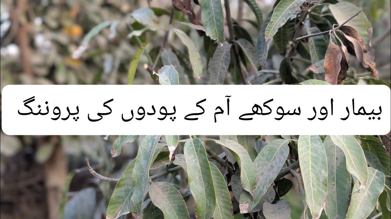 Pruning For Sick And Weak Mango 🥭🥭 Plants #foryou #fruit #garden #motivation #trending #viral #hard 