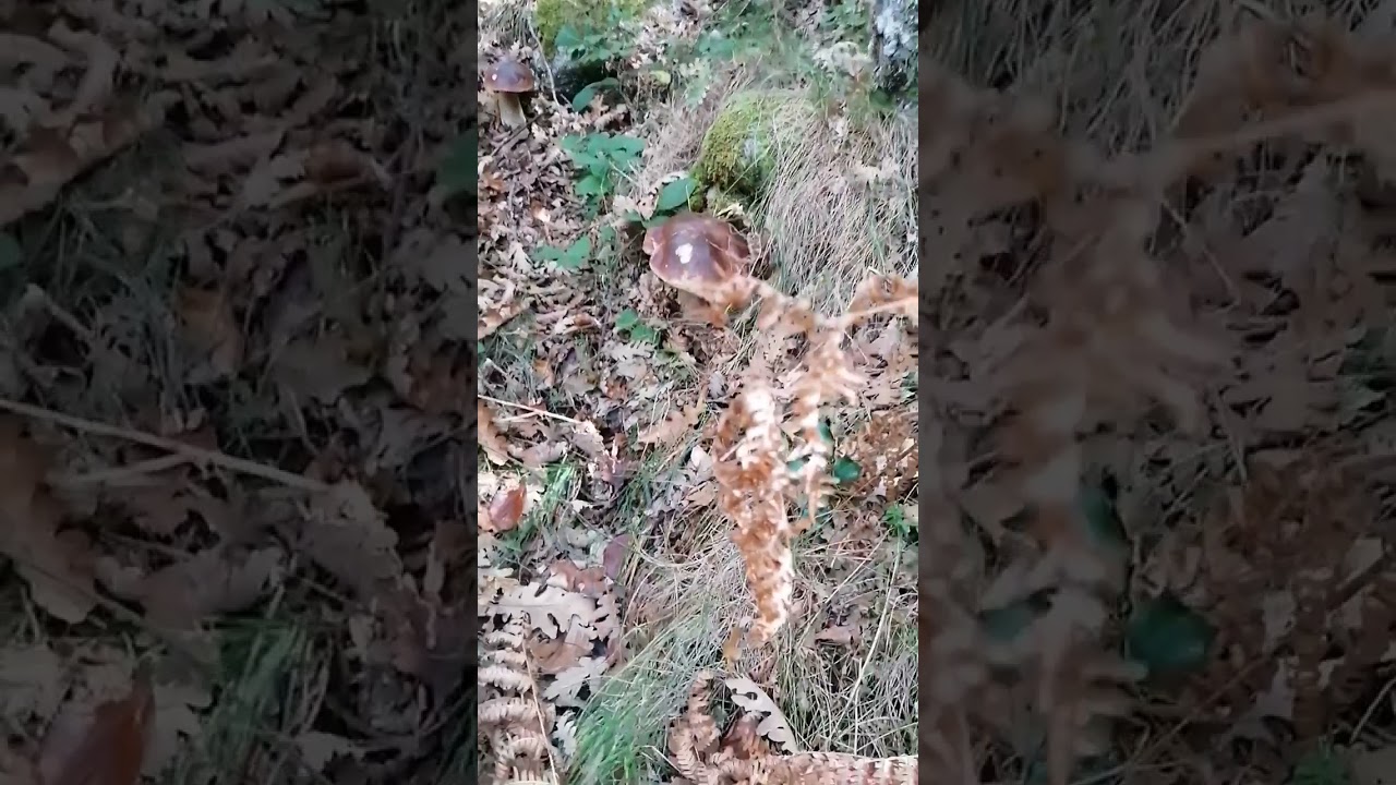 Brotada &eacute;pica de BOLETUS EDULIS!!!