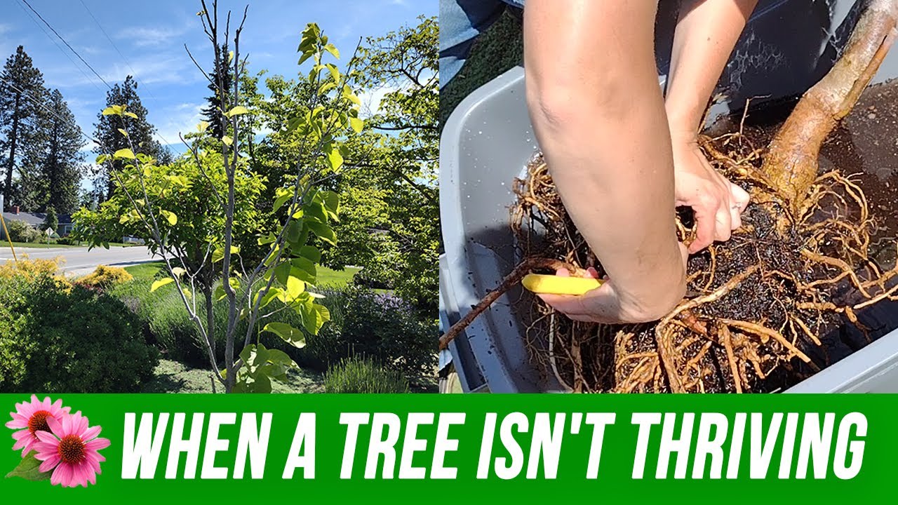 Excavating & Root Washing a Small Tree That's Failing to Thrive