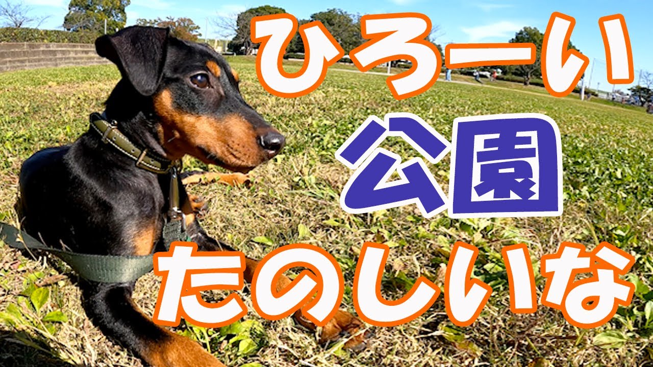 公園で大はしゃぎするジャーマンピンシャーとその飼い主