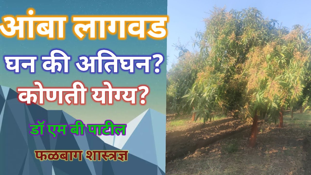 घन व अतिघन आंबा लागवड फायदे तोटे High and Ultra High Density Mango Cul..