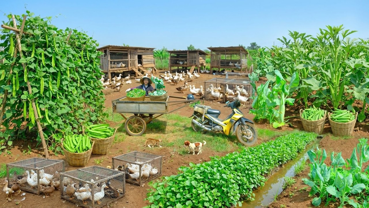 My bountiful Lunar New Year 2026 harvest with plenty of vegetables, fruits, eggs, and more