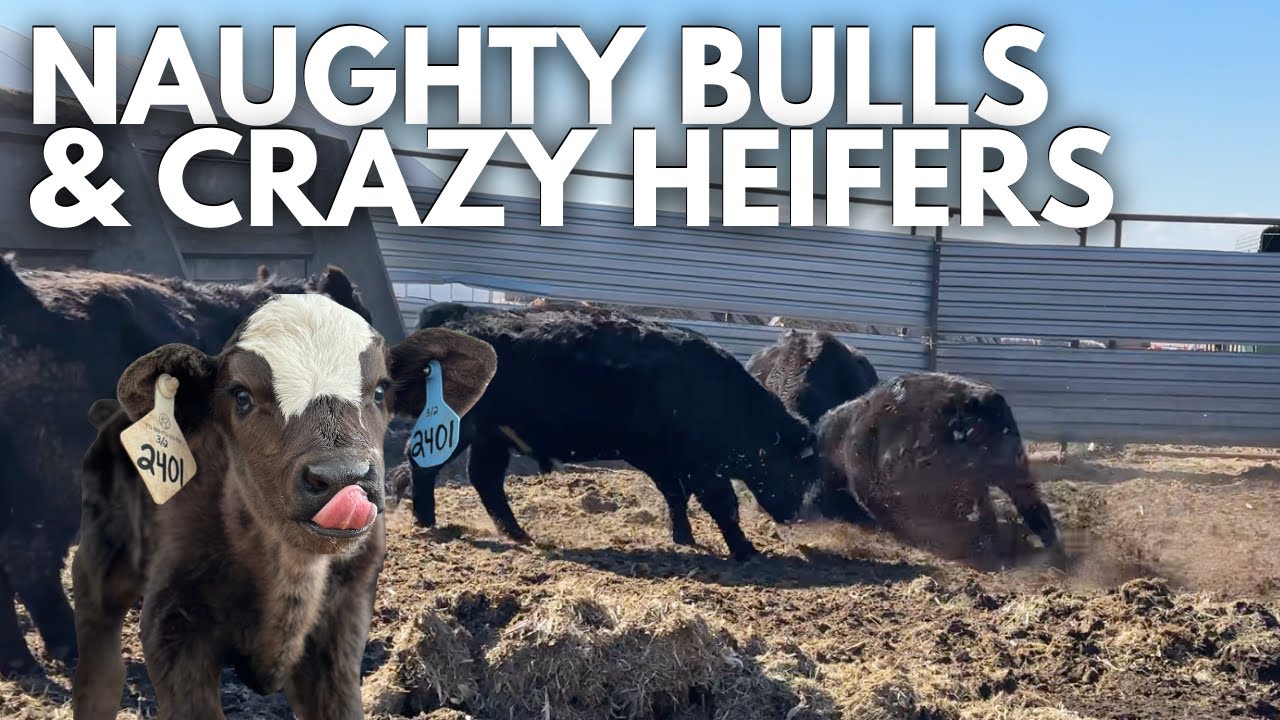 bull fights & crazy heifers | Calving Season 2024 Vlog | Day in the life of a 27 year old farmer