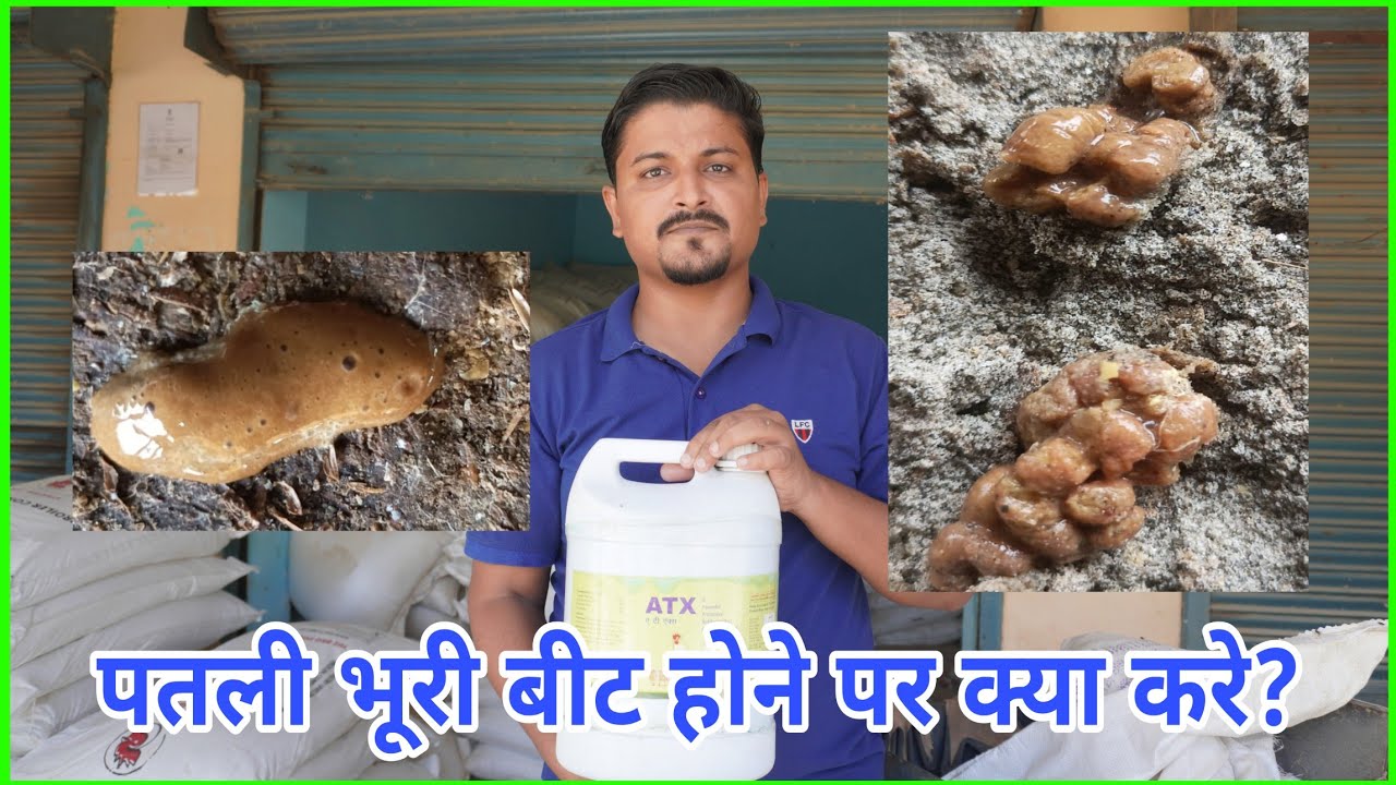 पतली भूरी बीट होने पर क्या करे? कौन सा टोक्सिन बाइंडर इस्तेमाल करे | 35% ब्रायलर कंसन्ट्रेट #poultry