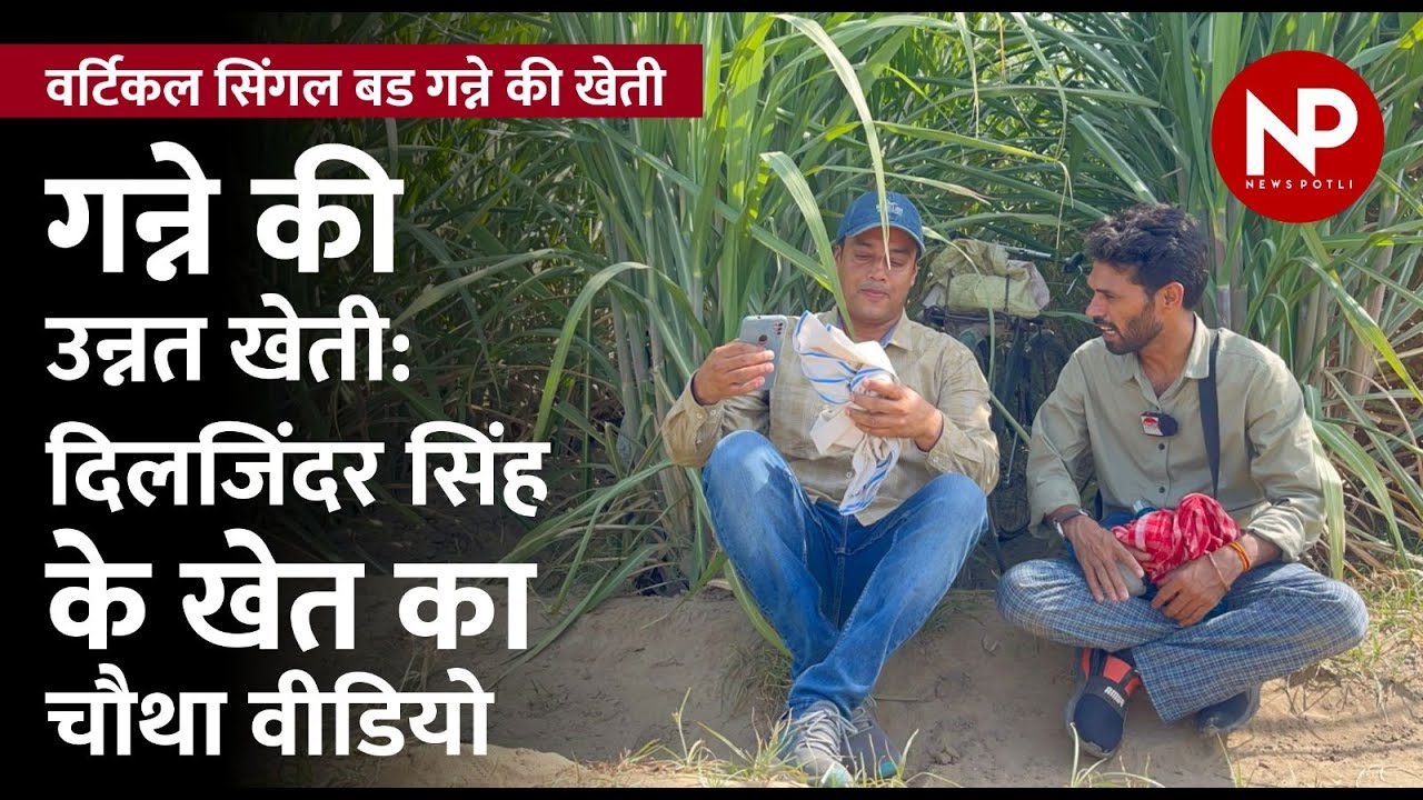 Sugarcane cultivation : गन्ना बुआई की नई विधि वर्टिकल सिंगल बड का चौथा वीडियो   Ganna गन्ने की खेती