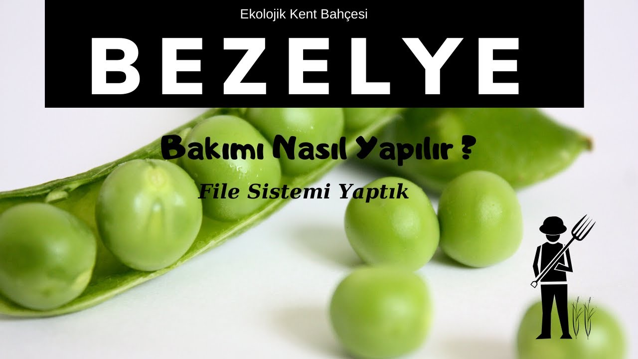 BEZELYE (BAKIMI) YETİŞTİRİCİLİĞİ NASIL YAPILIR ? - FİLE SİSTEMİ