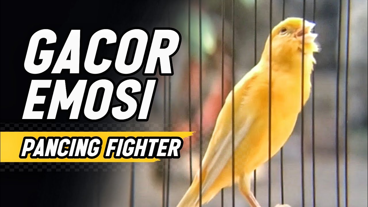 KENARI GACOR PANJANG Emosi Cuit Cuit NGEROL AMPUH utk Pancingan Kenari Paud dan Masteran MURAI BATU