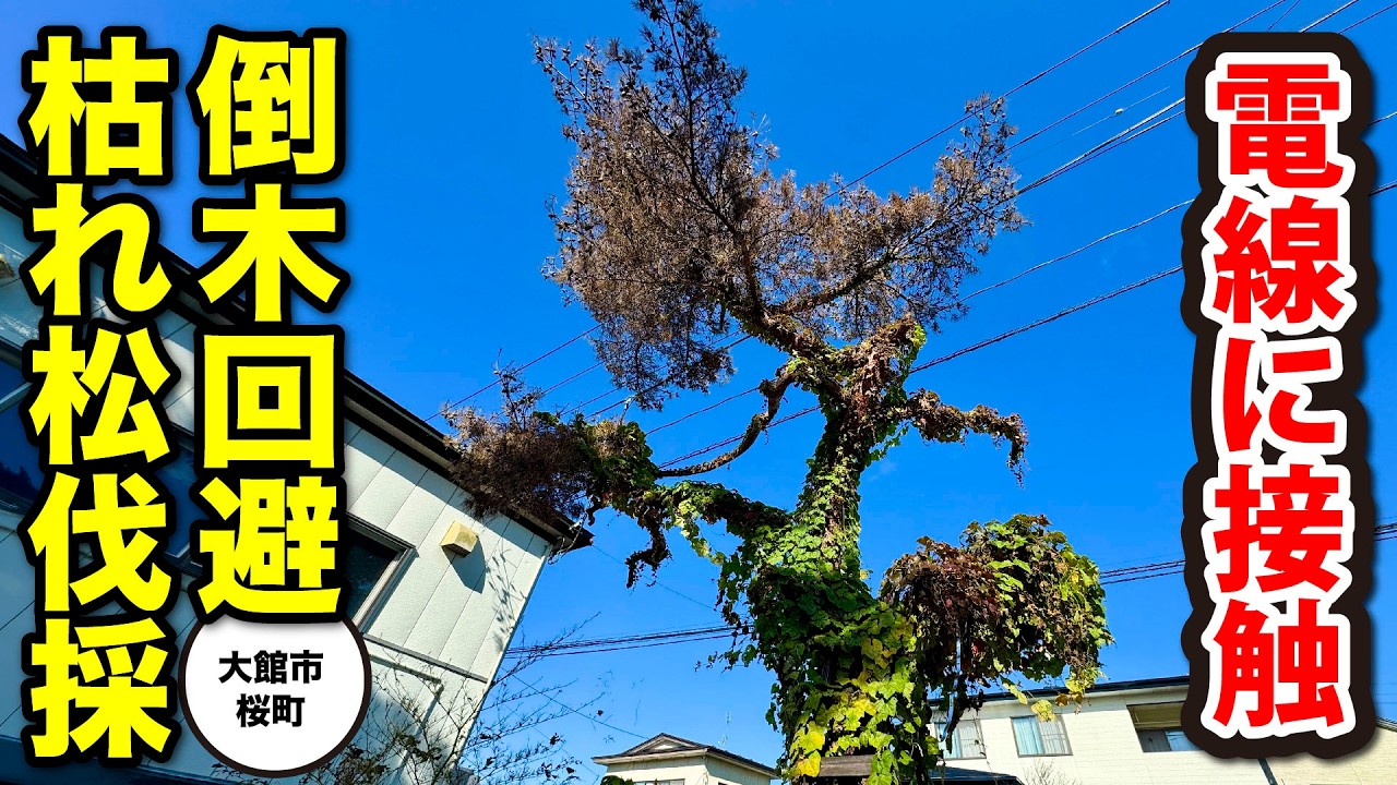 【倒木危機】道路沿いの巨大枯れ松をスッキリ伐採！危険を回避するプロの技術 #秋田県 #庭 #剪定 #伐採 #大館市 #akita #特殊伐採 #安心 #枯れ松 #松 #高所作業車 #倒木 #危険