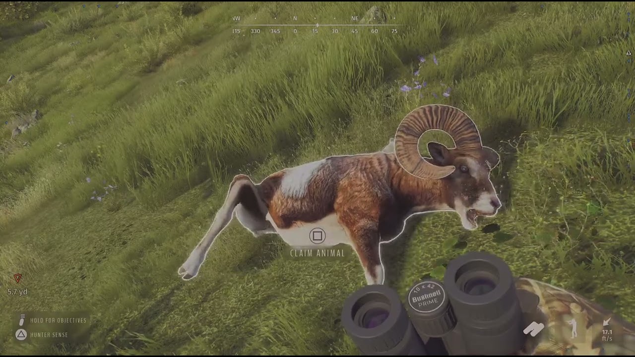 Way of the Hunter 5 Star Mouflon 🐃😅💖😁 Transylania