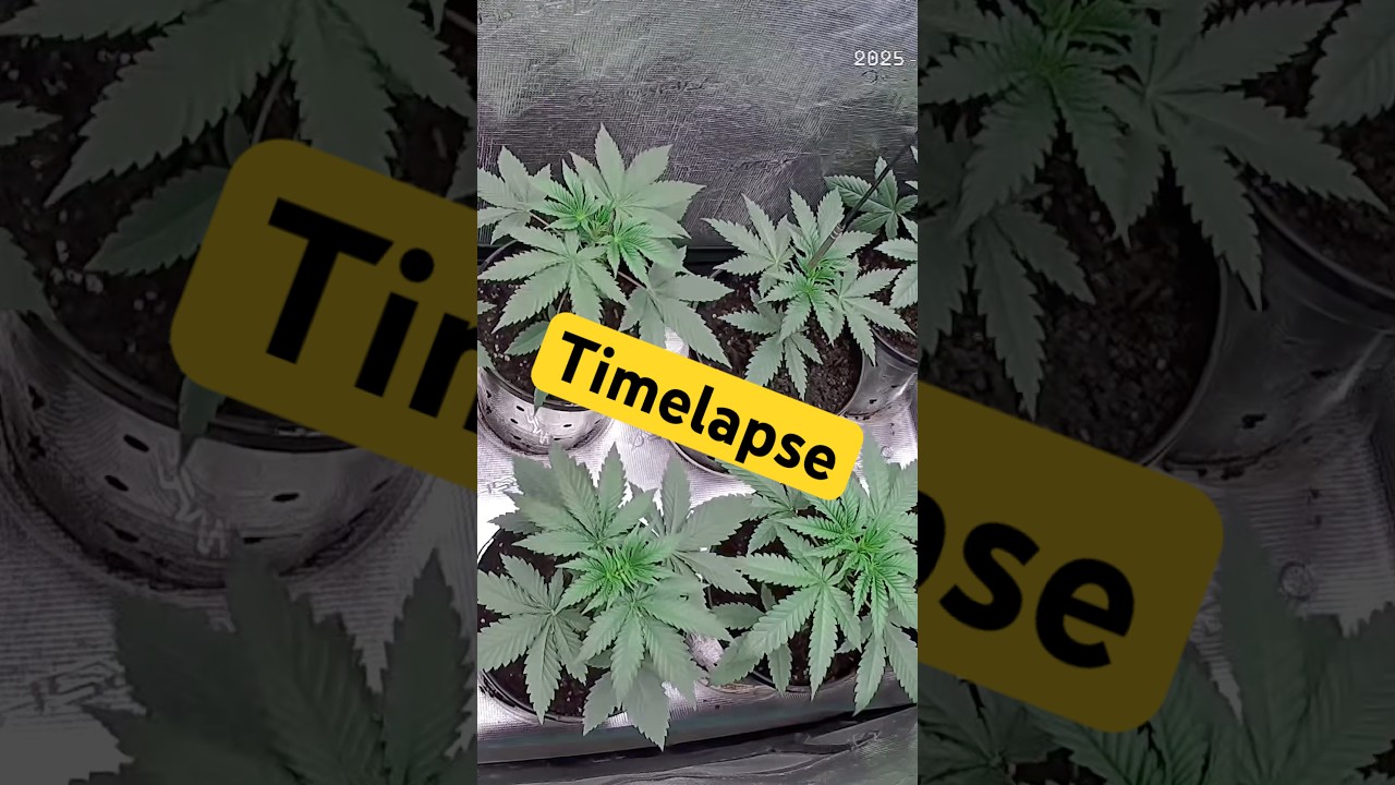 Timelapse! Days leading up to topping!