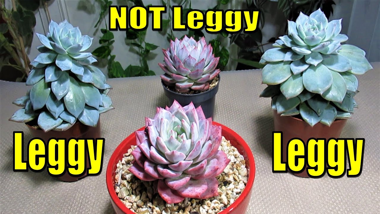 Fix & Propagate LEGGY SUCCULENT
