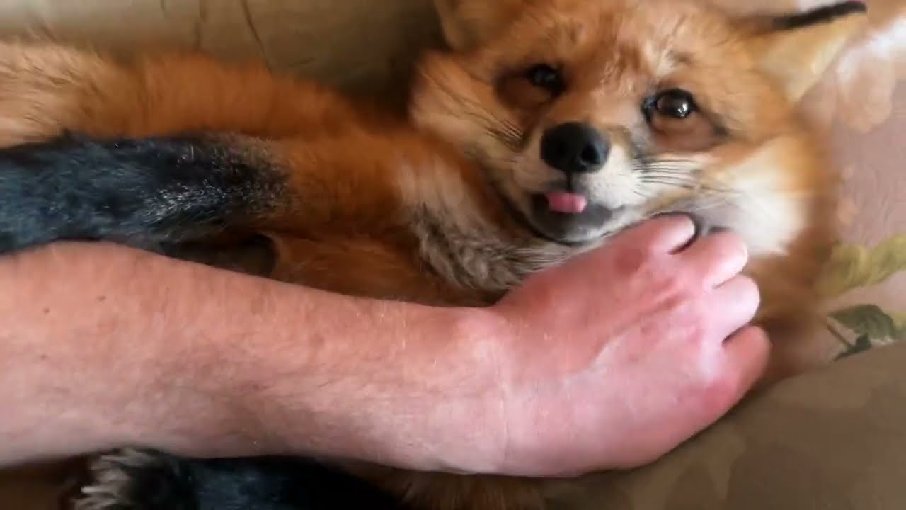 Алиса - лиса. Мартовская подушка