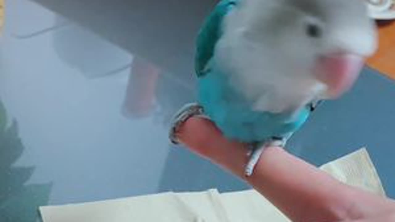 乖巧小鸟定点上厕所合集，顺便参观一下小鸟的新家吧。#萌宠 #牡丹鹦鹉