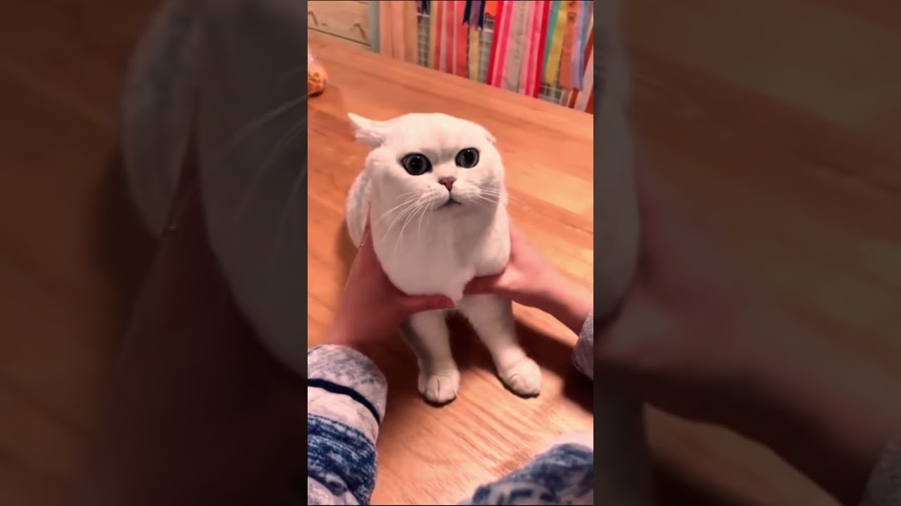 Funny cute cat viral clip #shorts #viral #trending #4knaturevideo