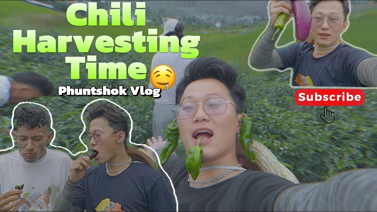 Chili 🌶️ Harvesting With Wife & Bhutanese Dreamer #phuntshok #bhutanesefood @BhutaneseDreamer