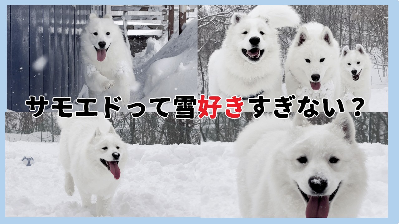 雪まるけ！嬉しくてはしゃぐサモエドたちがかわいい【サモエドカフェアル札幌】