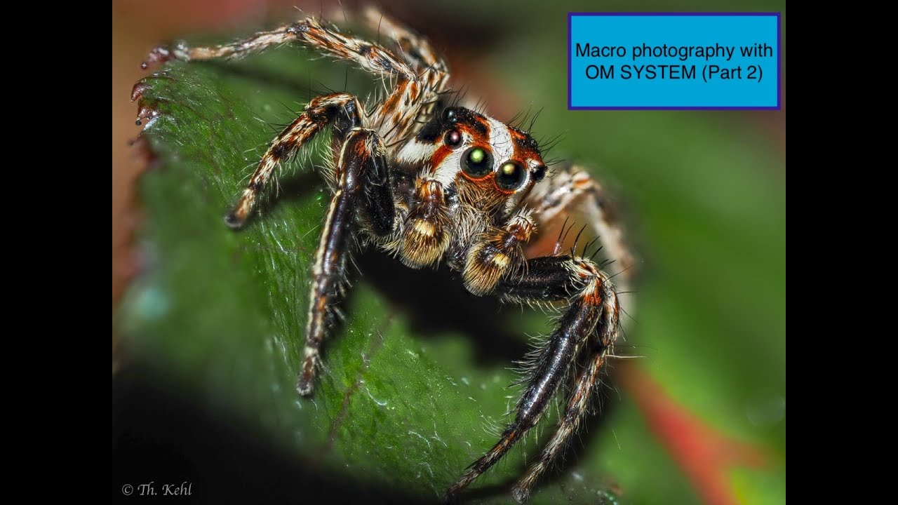 Macro photography with OM SYSTEM (Part 2)