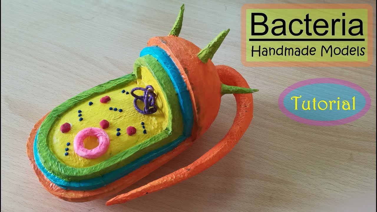 Making Bacteria Model | Holiday Homework