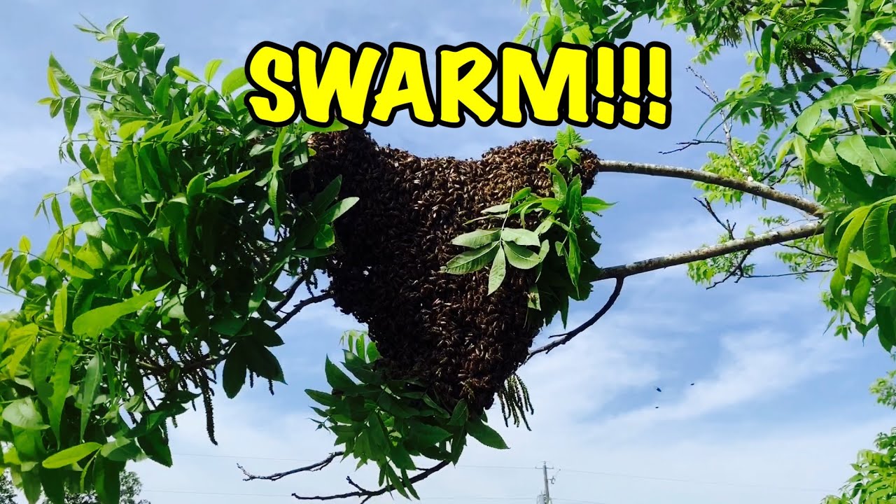 Catching a HUGE SWARM of Honey BEES!!!