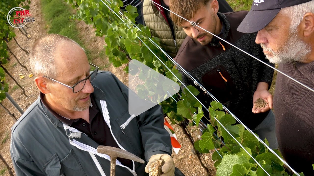 Viticulture : comprendre et soigner son sol