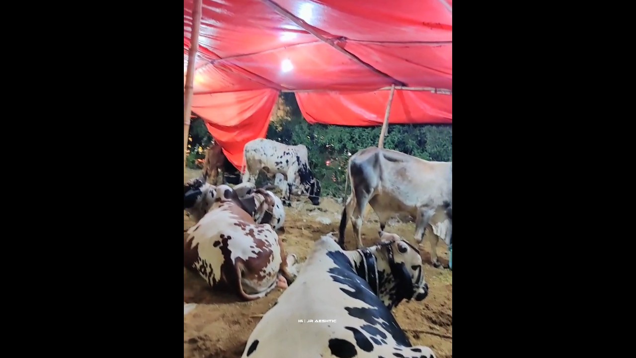 Bakra Eid Qurbani 2024