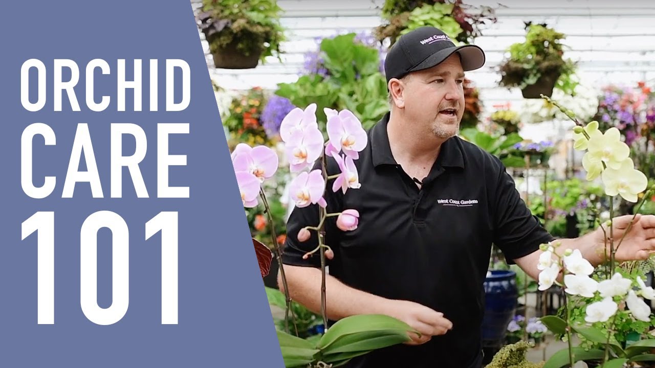 Orchid Care 101 😍 || West Coast Gardens