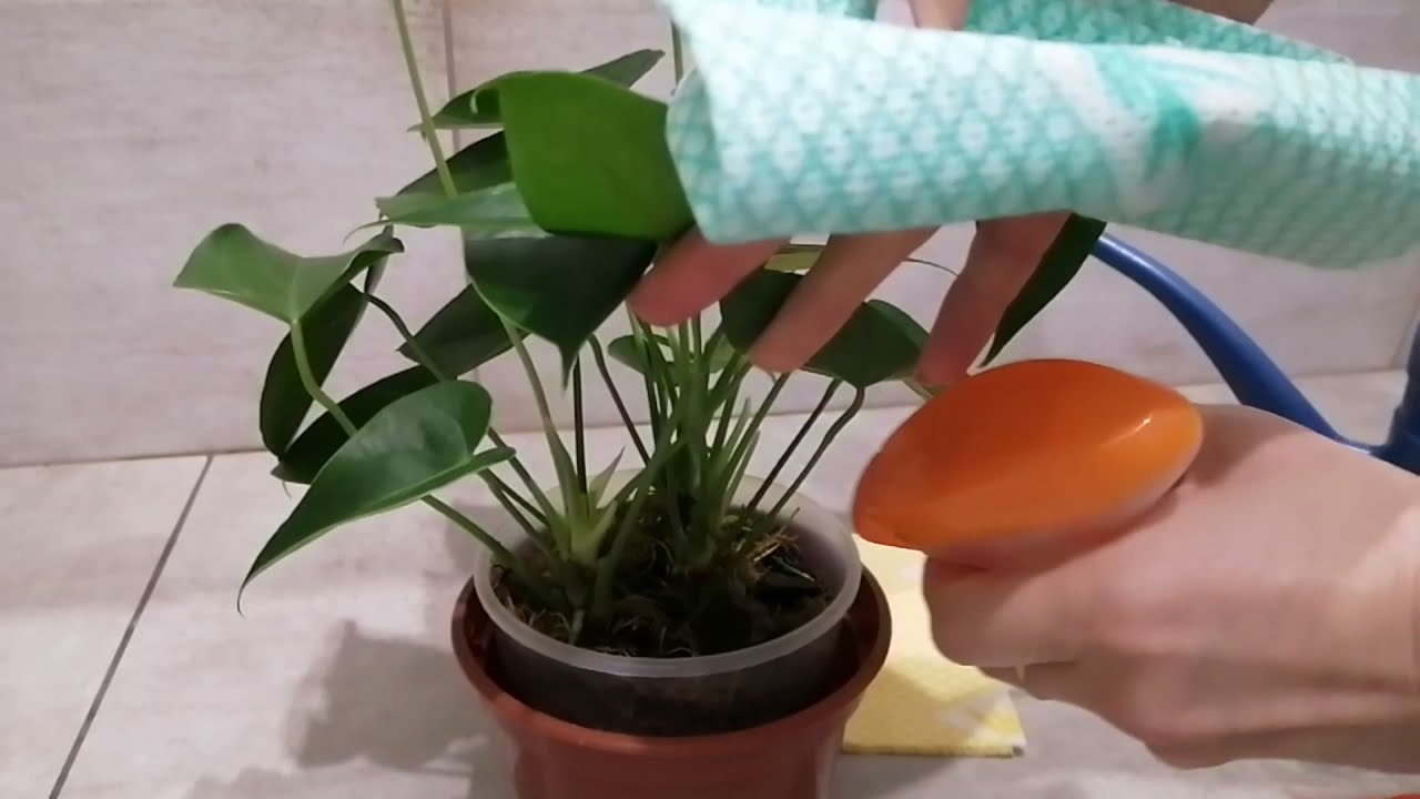 АНТУРИУМ. ПОЛИВ и УДОБРЕНИЕ во мхе быстро и просто ☘️🌺☘️  Ванилла.
