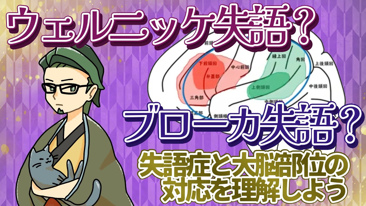 【脳画像と失語症】ウェルニッケ失語？ブローカ失語？失語症と大脳部位の対応を理解しよう。