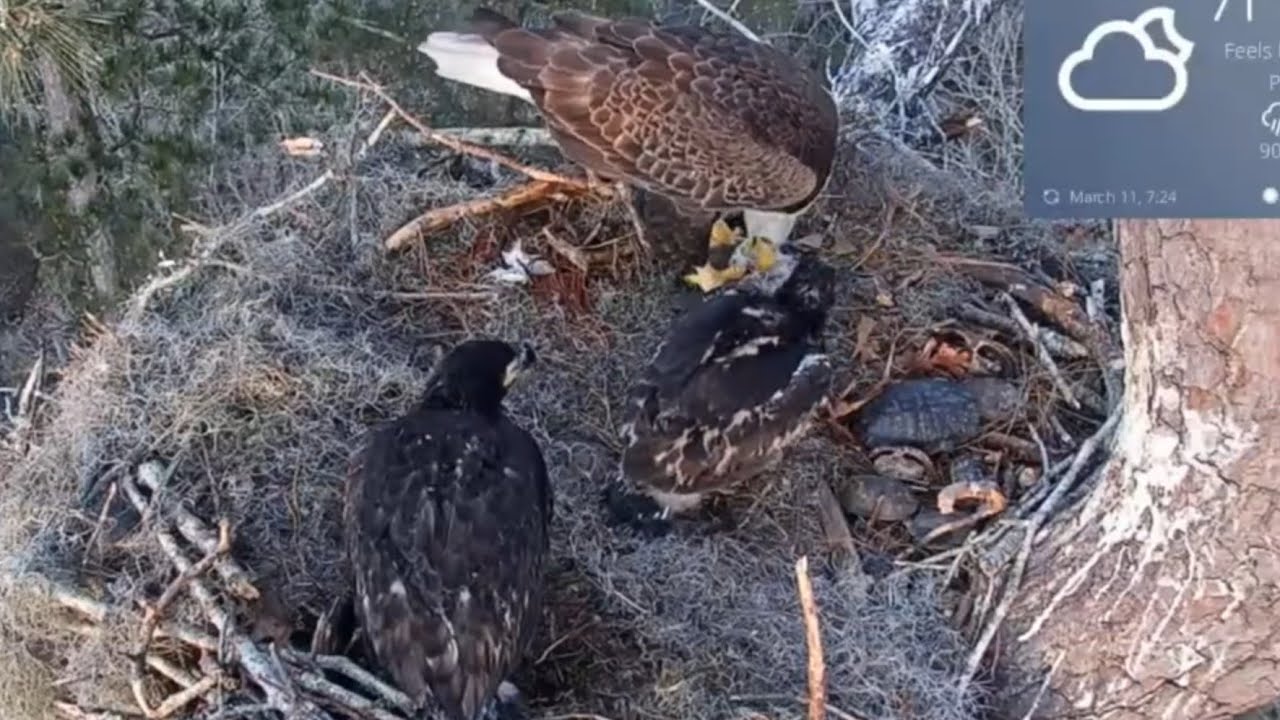 Mom picked nestover fish and fed the babies | Kisatchie National Forest E-1 | Mar 11, 26