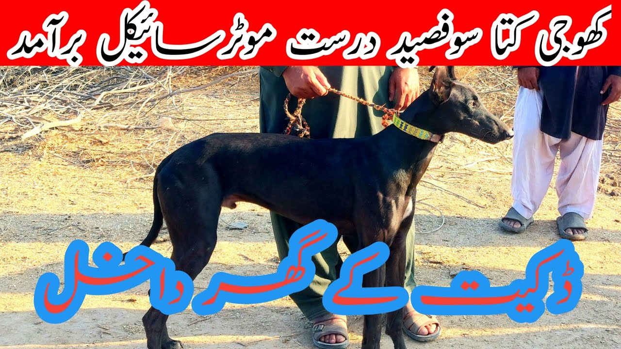 Хоги кутта||Хоги кутта 100% правда