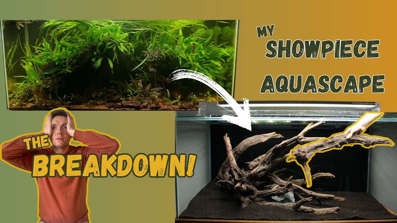 My new SHOWPIECE AQUASCAPE- Part 1 The Breakdown!