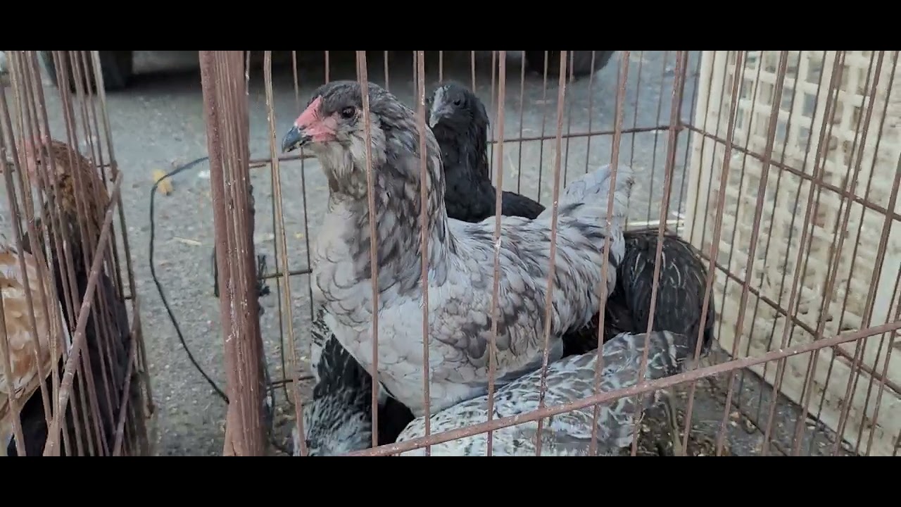 İstanbul Tuzla aydınlı tavuk pazarı 16.09.2023