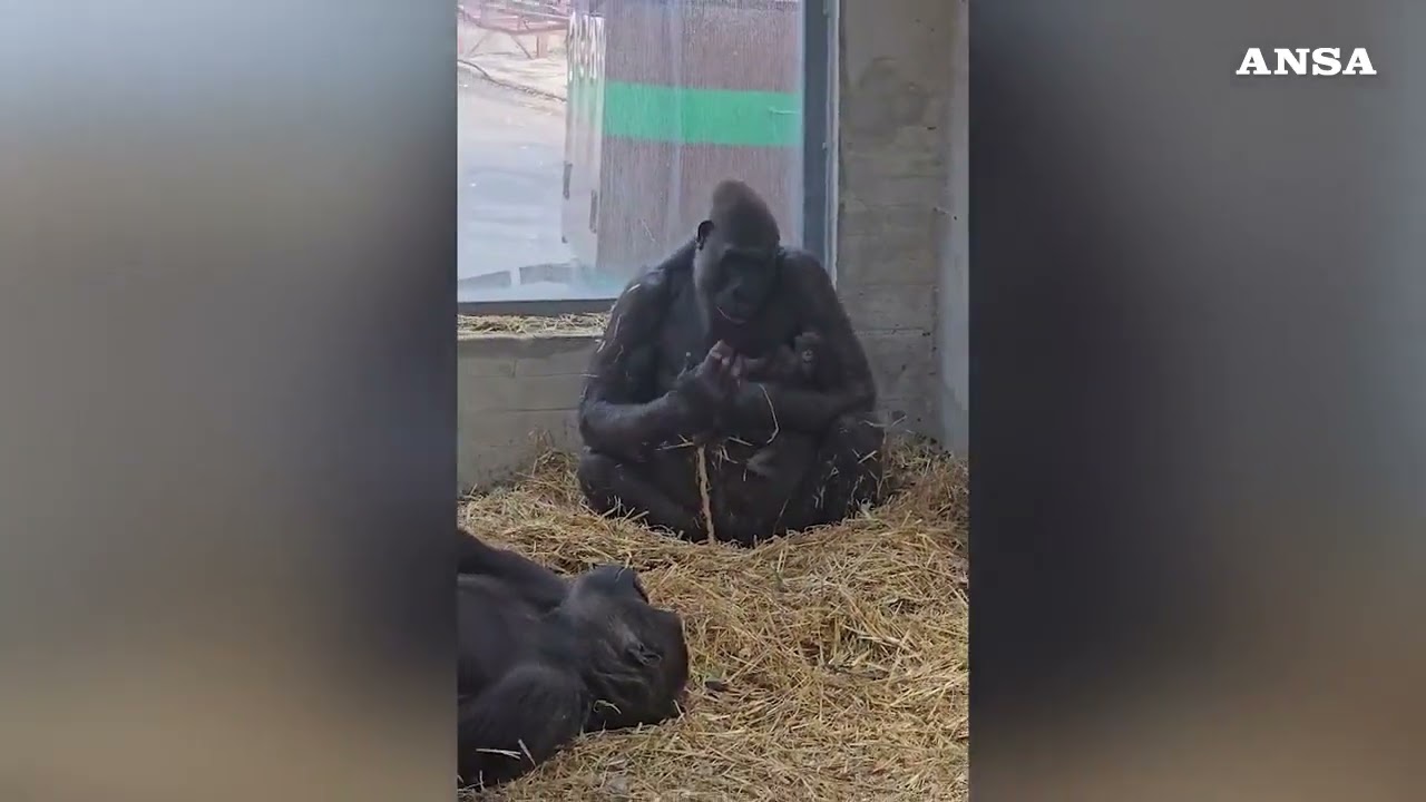 Fasano, prima nascita di un gorilla in Italia dopo quasi 50 anni 