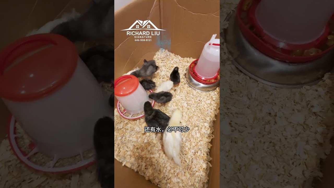 春暖花开，是时候小鸡入住豪宅了