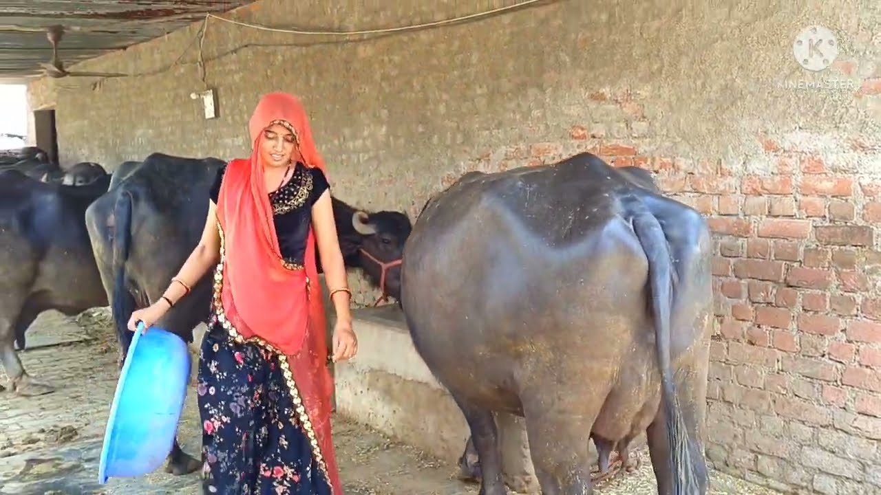 #Aaj#kuch#time#pashu#ke#sath #apne#farm#pe#village#life #priyankadinu 🙏