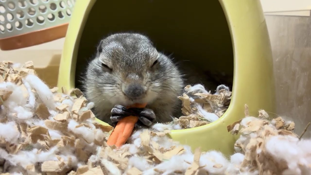 誰にもあげないジリス【リチャードソンジリス】 #リチャードソンジリス #プレーリードッグ #小動物 #かわいい #癒し 