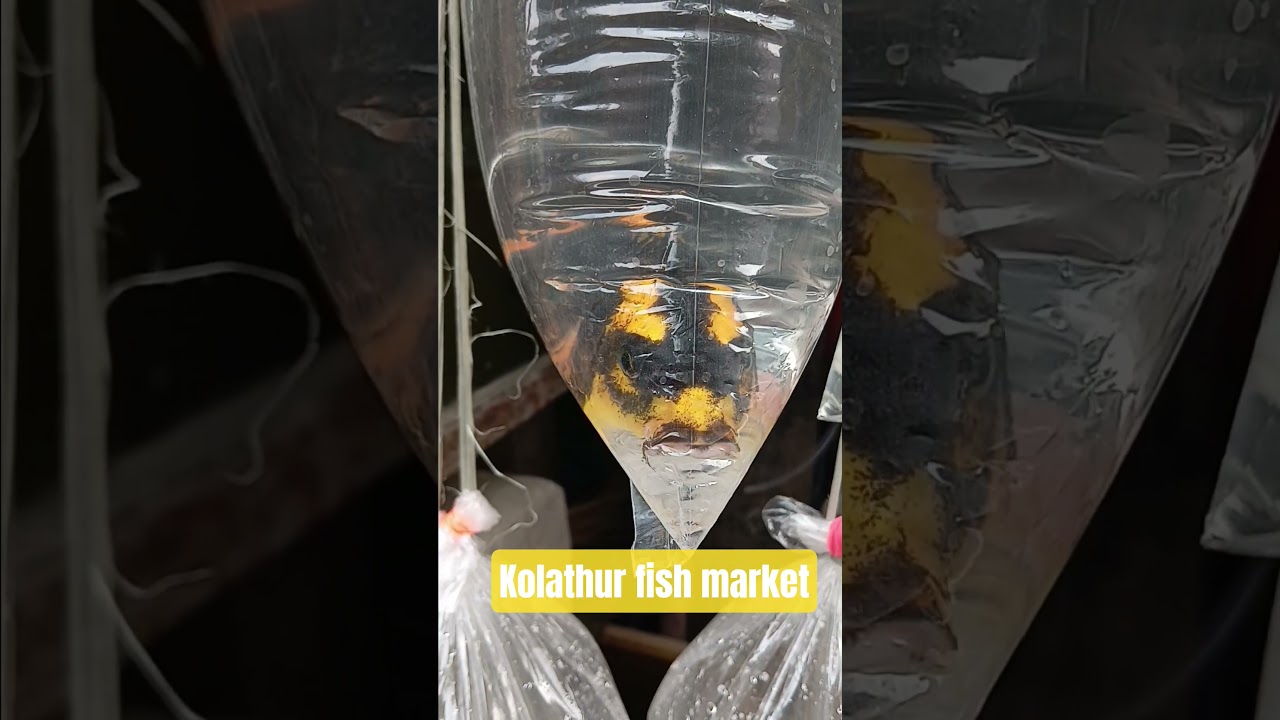 christian tamil songs ✨️ shorts kolathur fish market🐟godsonulagam ✨️ godson silambam ❤️