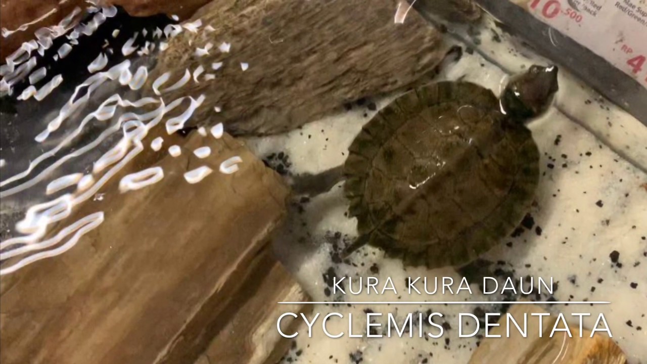 Review Kura - Kura Cyclemis Dentata atau Asian Leaf Turtle !!! #AYVLOG12