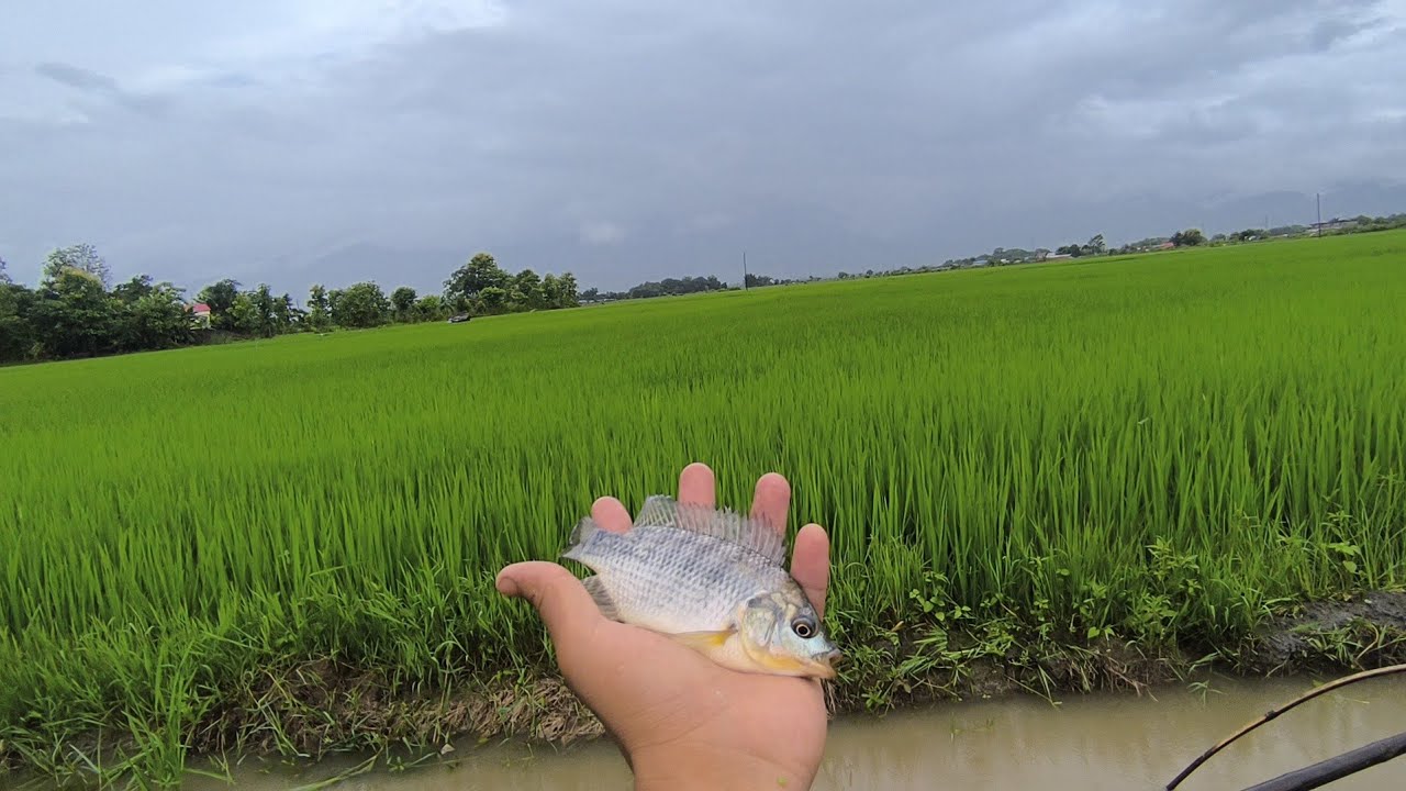 Nga faba yengure ngacna