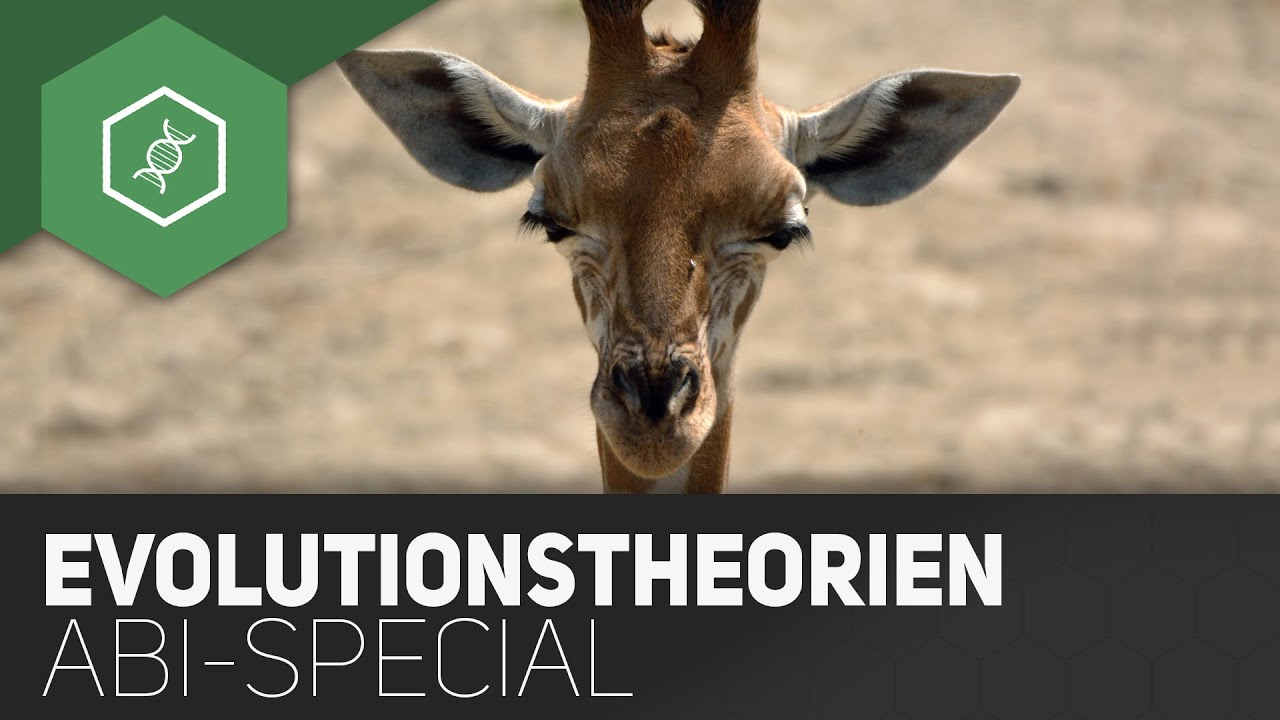 Evolutionstheorien im Abitur - Abi-Zusammenfassung
