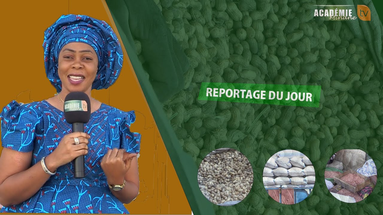 Reportage:Campagne de Commercialisation de l'arachide à Touba