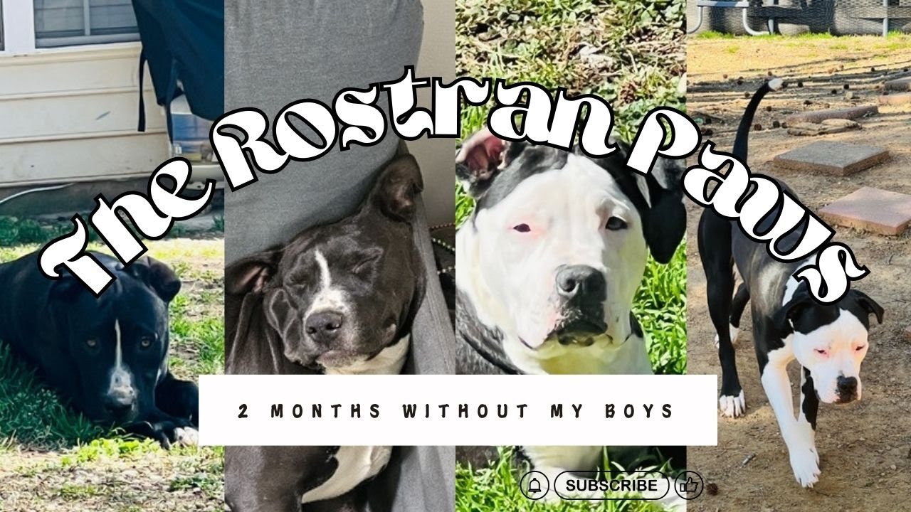 2 Months without my boys