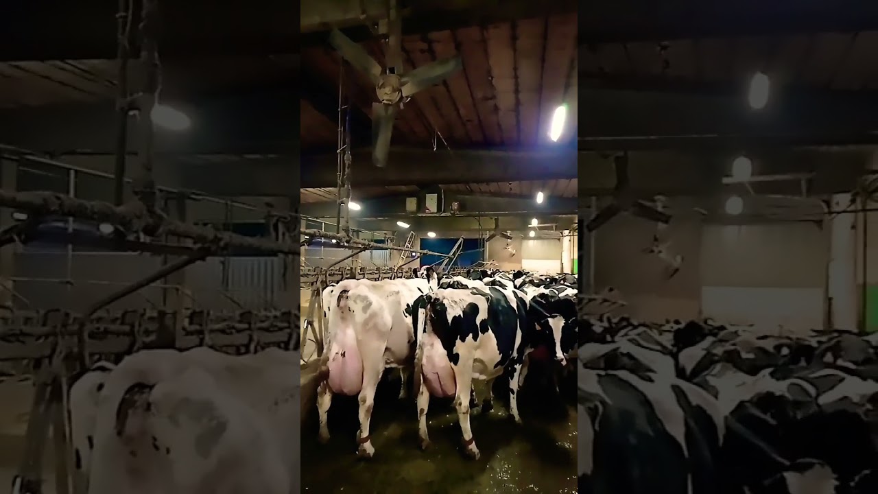 #dairyfarm #italy #farming #cow #agriculture #work #europe #trending #viral #video