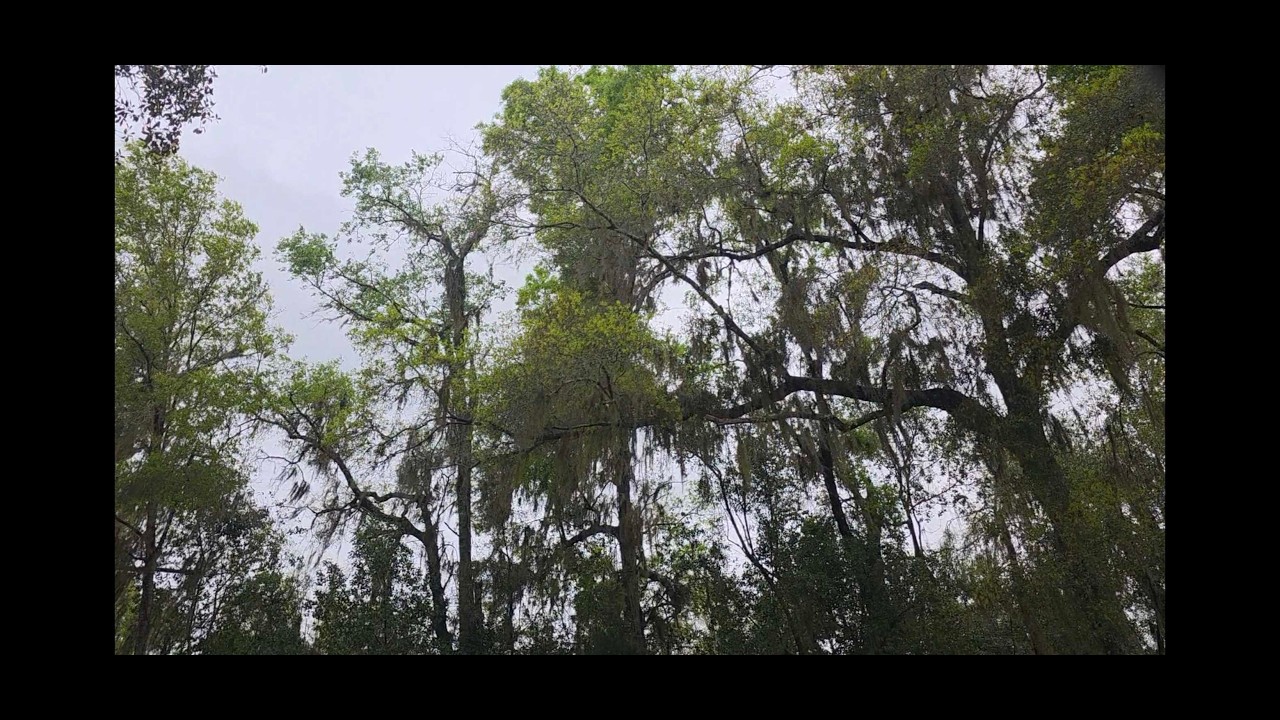 [ASMR] RAIN SOUNDS IN A THUNDERSTORM and triggers in my truck